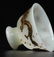 A White Jade Tureen Qing Dynasty - 8