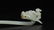 A White Jade Hair Pin Ming Dynasty - 12
