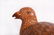 A Porcelain Quail Qianlong Period - 5