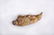 A Porcelain Bamboo Shoot Qianlong Period - 2
