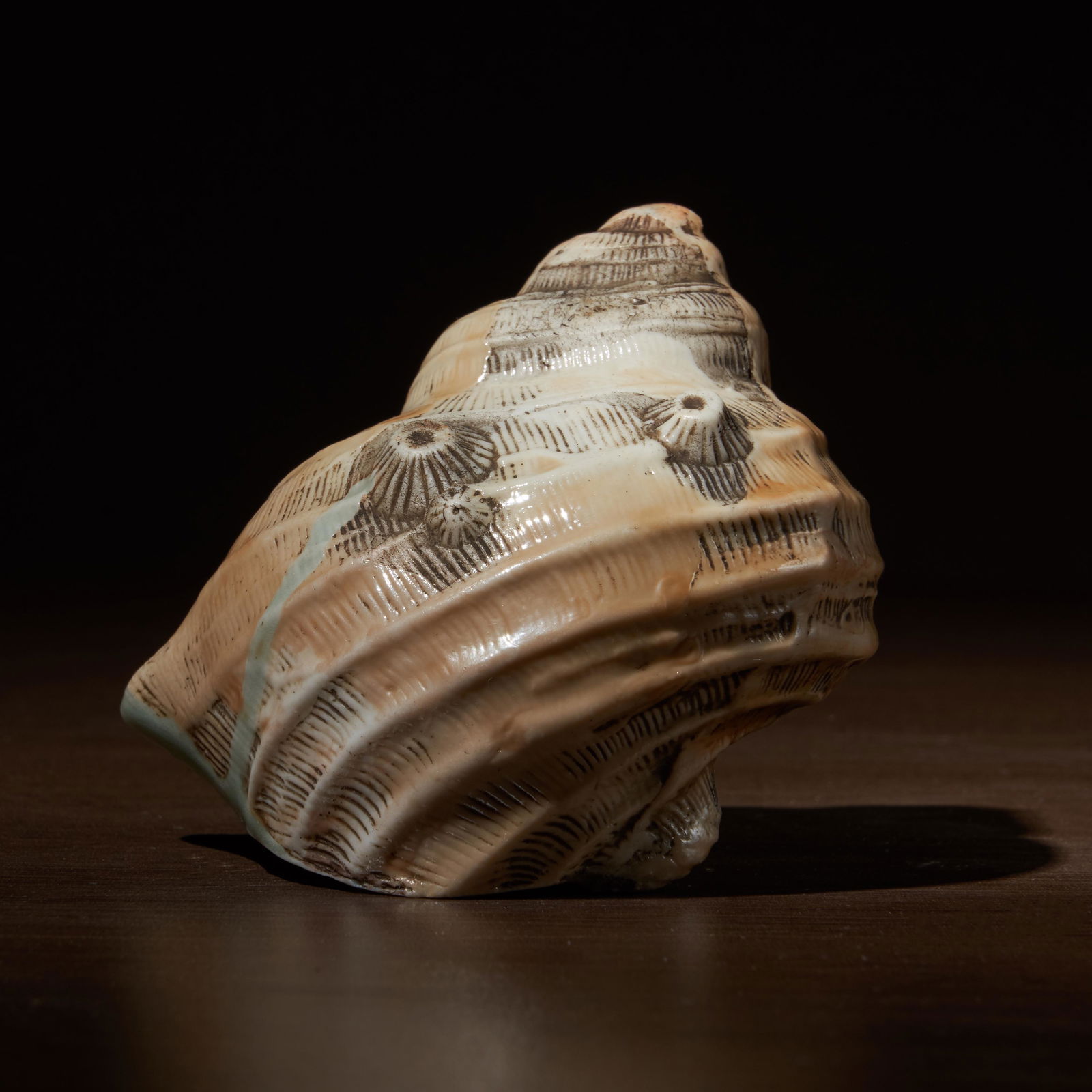 Qing Qianlong ceramic conch (1 of 9)