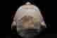 item-87360717=7