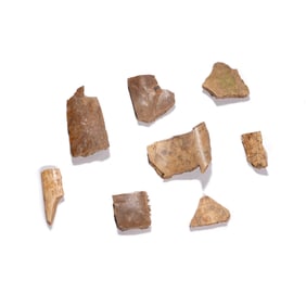 Shang Dynasty Set of eight oracle bone inscriptions