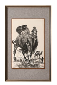 YELLOW-STOMACH CAMEL