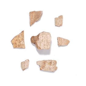 Shang Dynasty Set of seven oracle bone inscriptions