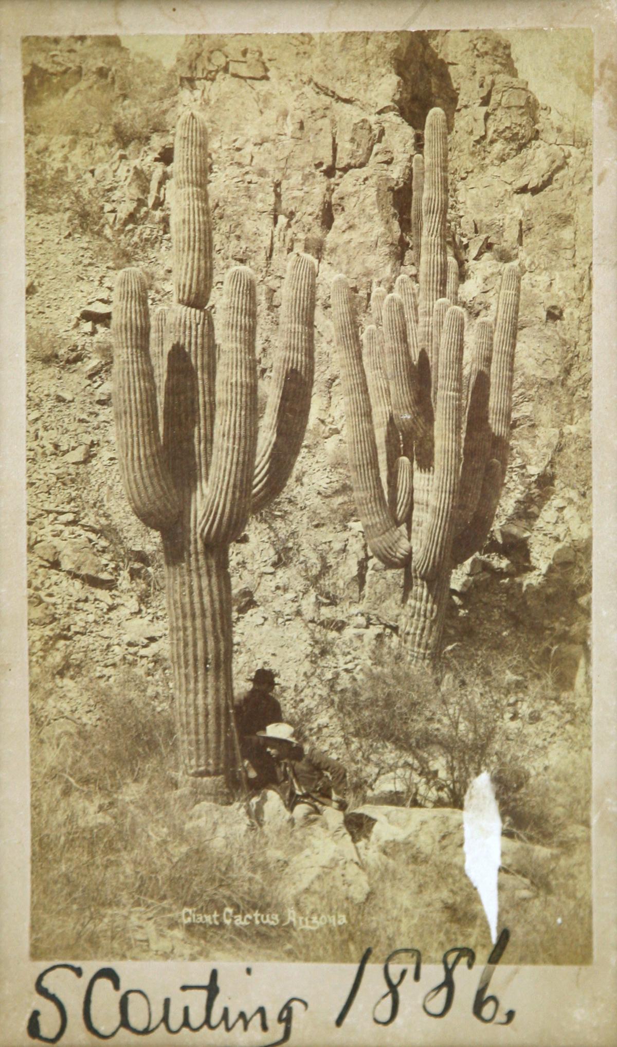 A. Frank Randall - Giant Cactus Arizona, 1887 (1 of 8)