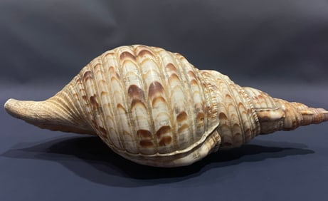 Conch Ornament