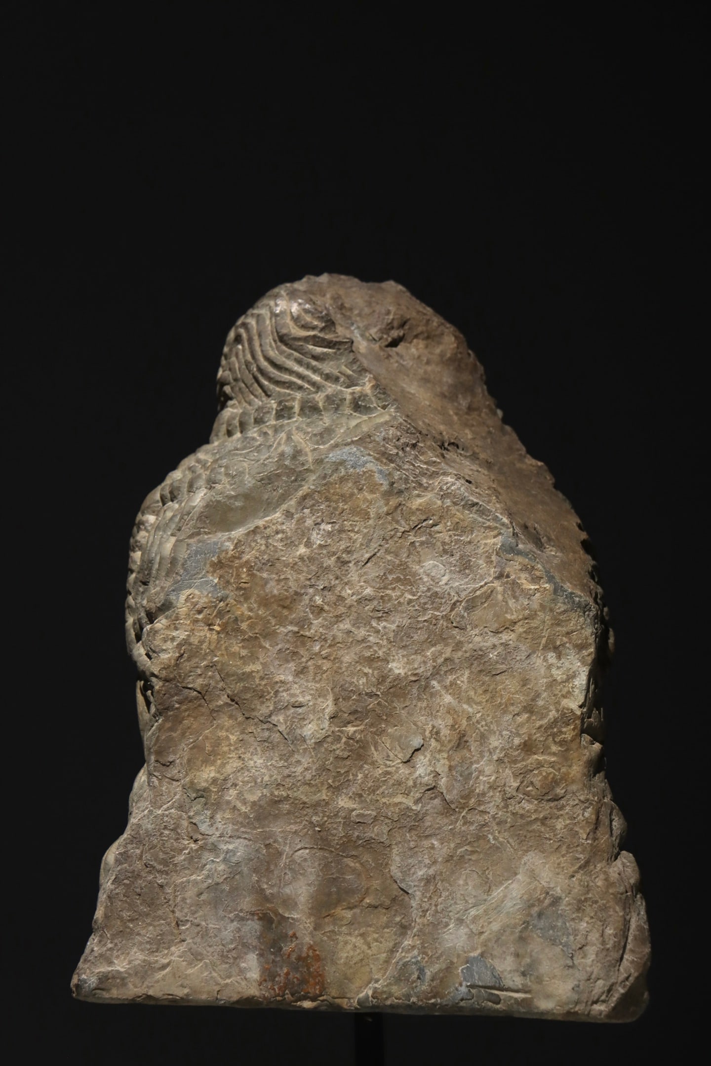 GANDHARA BUDDHA'S HEAD - 7