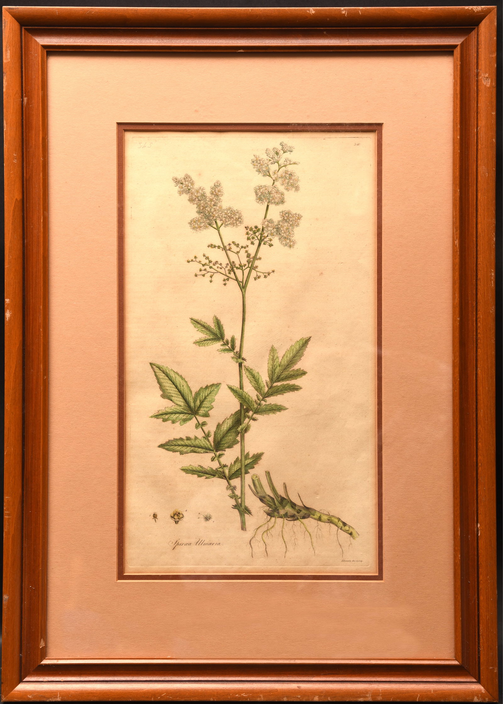 Botanical Study: Meadowsweet: This detailed botanical illustration, measuring 25" x 18", offers a meticulous study of the meadowsweet plant (Filipendula ulmaria). Rendered in delicate lines and subtle washes of color, the drawing