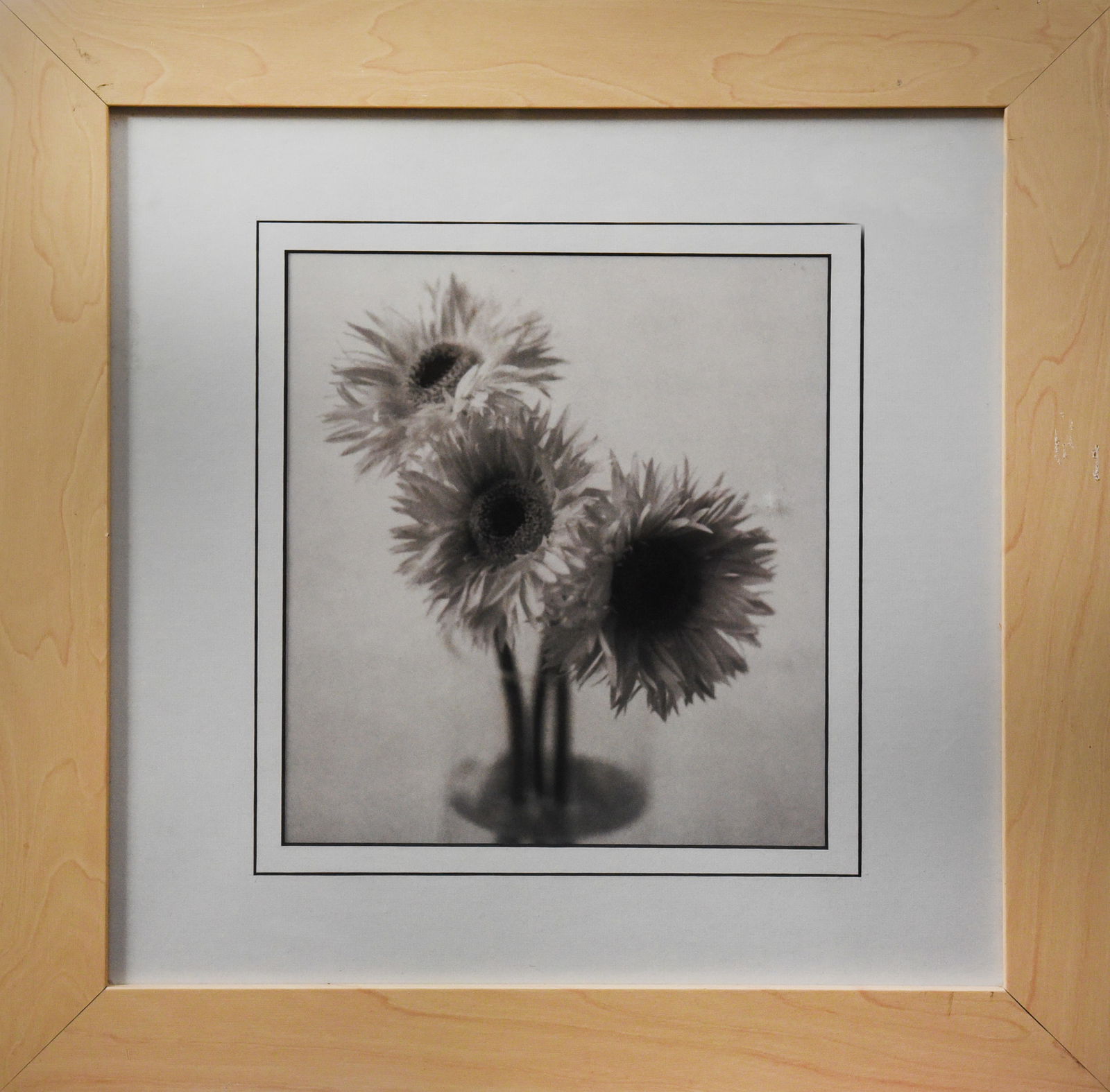 Gerbera Trio: Capture the understated beauty of nature with "Gerbera Trio," a stunning 20" x 20" photograph that celebrates the delicate form of gerbera daisies in exquisite monochrome. This image features three