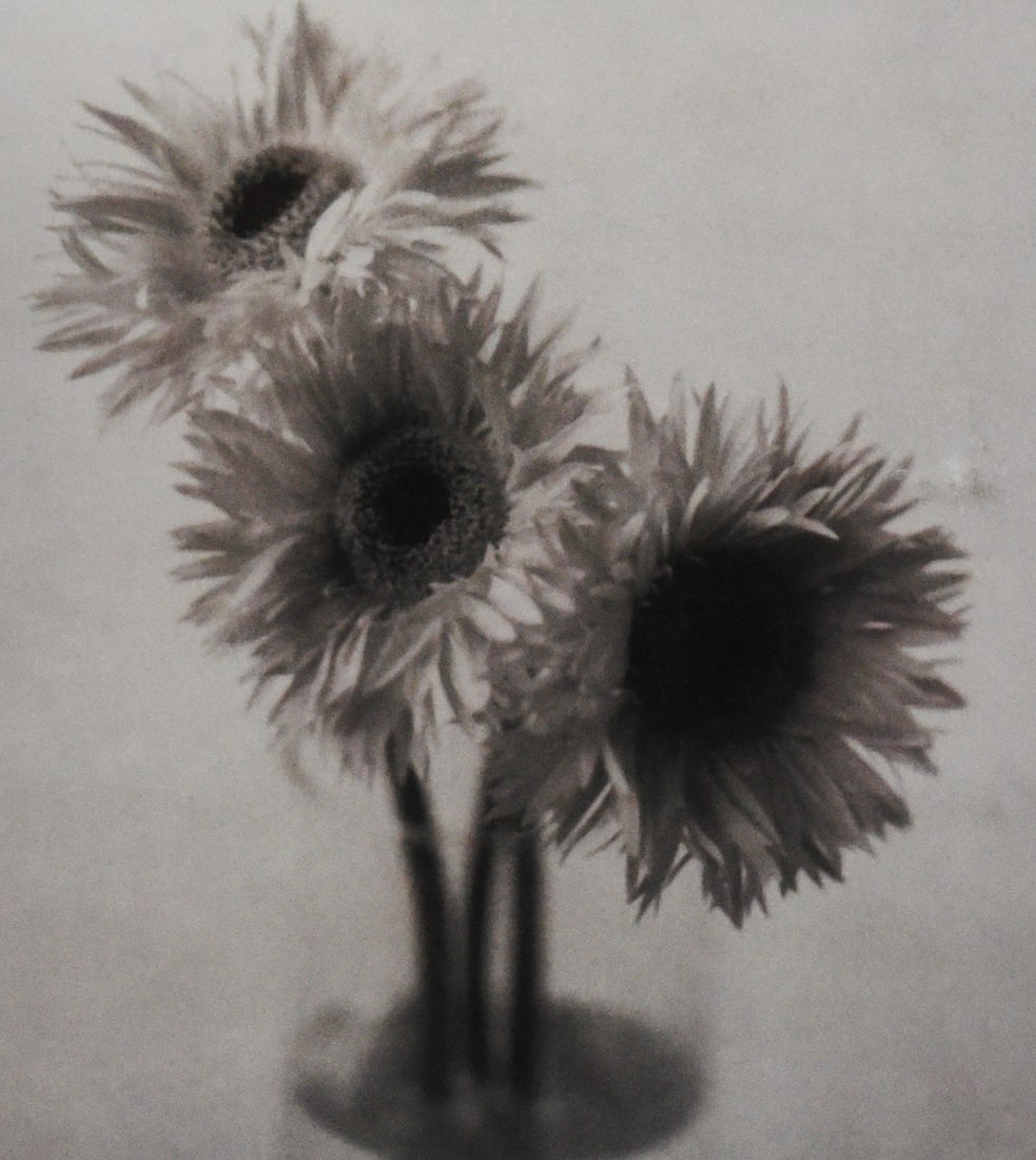 Gerbera Trio - 2