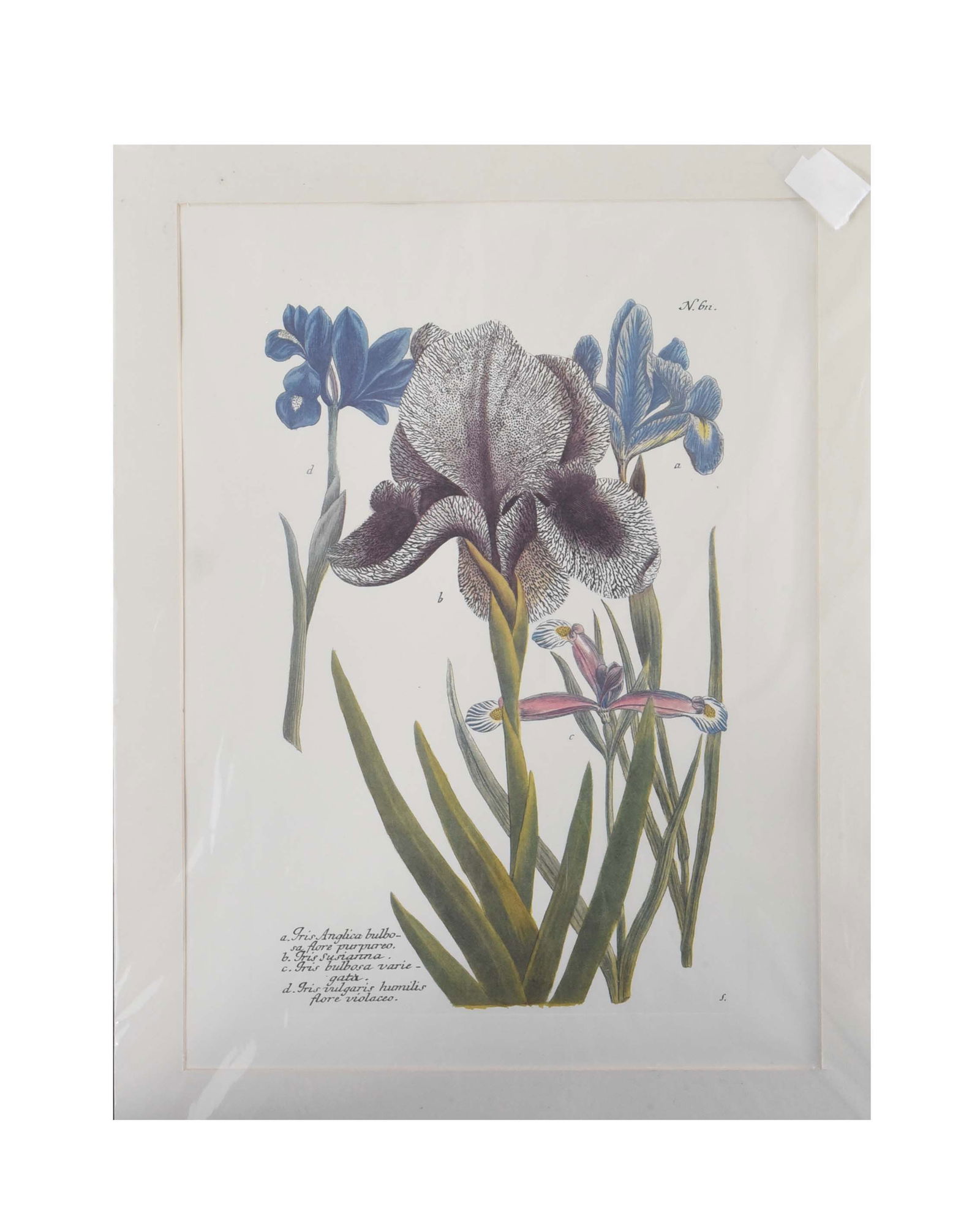Iris Susiana and Varieties: Antique Botanical Lithograph (1 of 1)