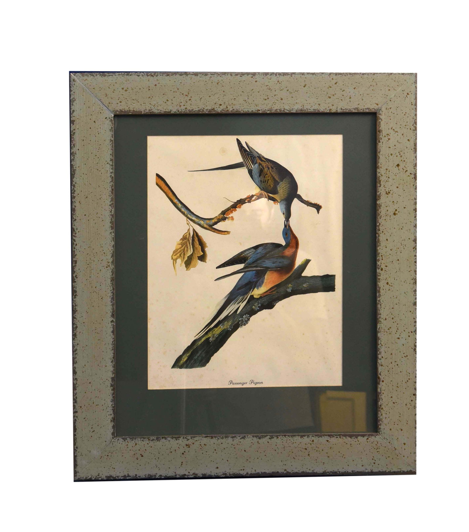 Passenger Pigeons (Ectopistes migratorius) - After John James Audubon (1 of 1)