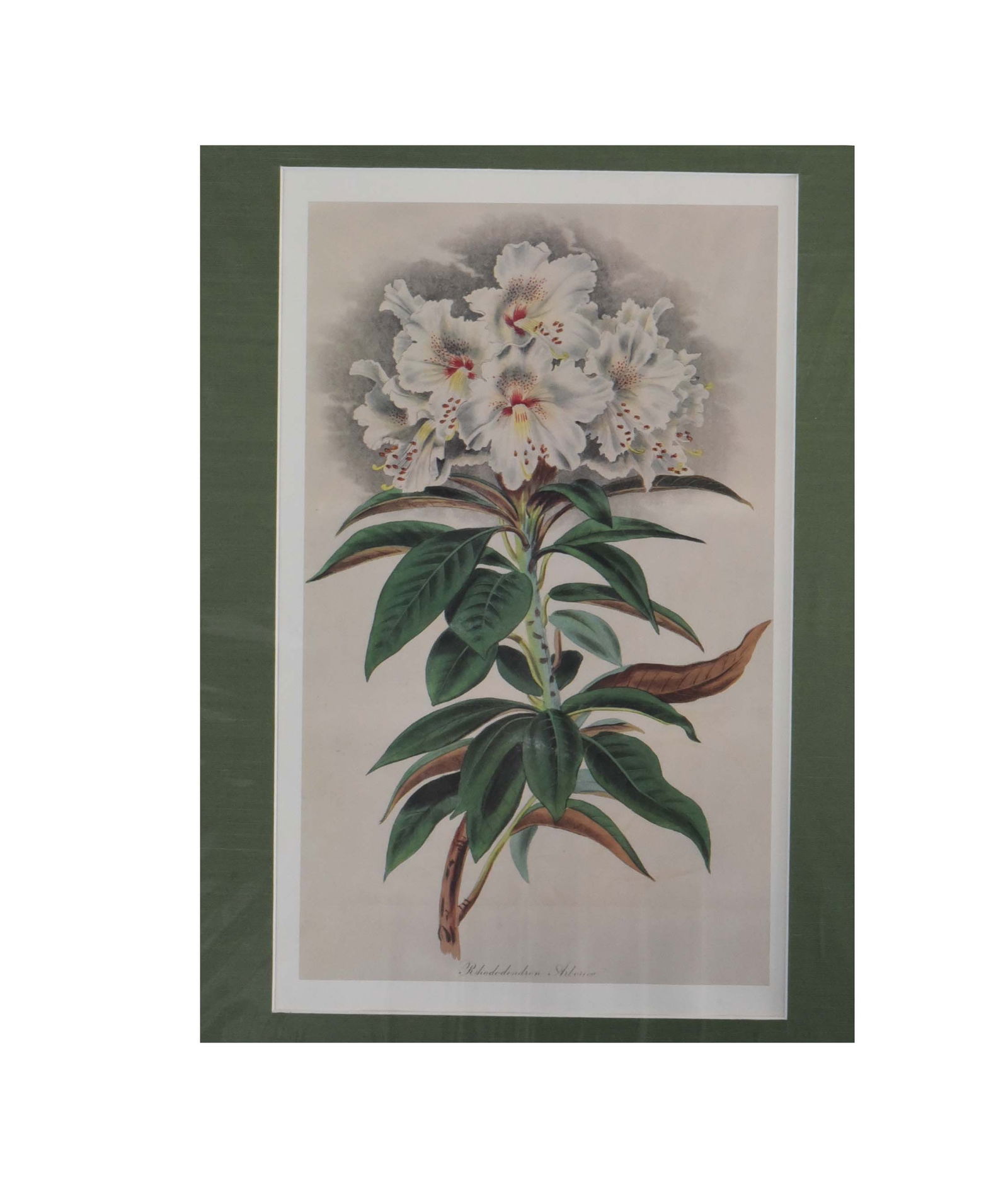 White Rhododendron Litho Print: vintage-style botanical print of a white rhododendron flower. The artwork features a cluster of white flowers with delicate red and yellow speckled markings at their centers, surrounded by deep green,