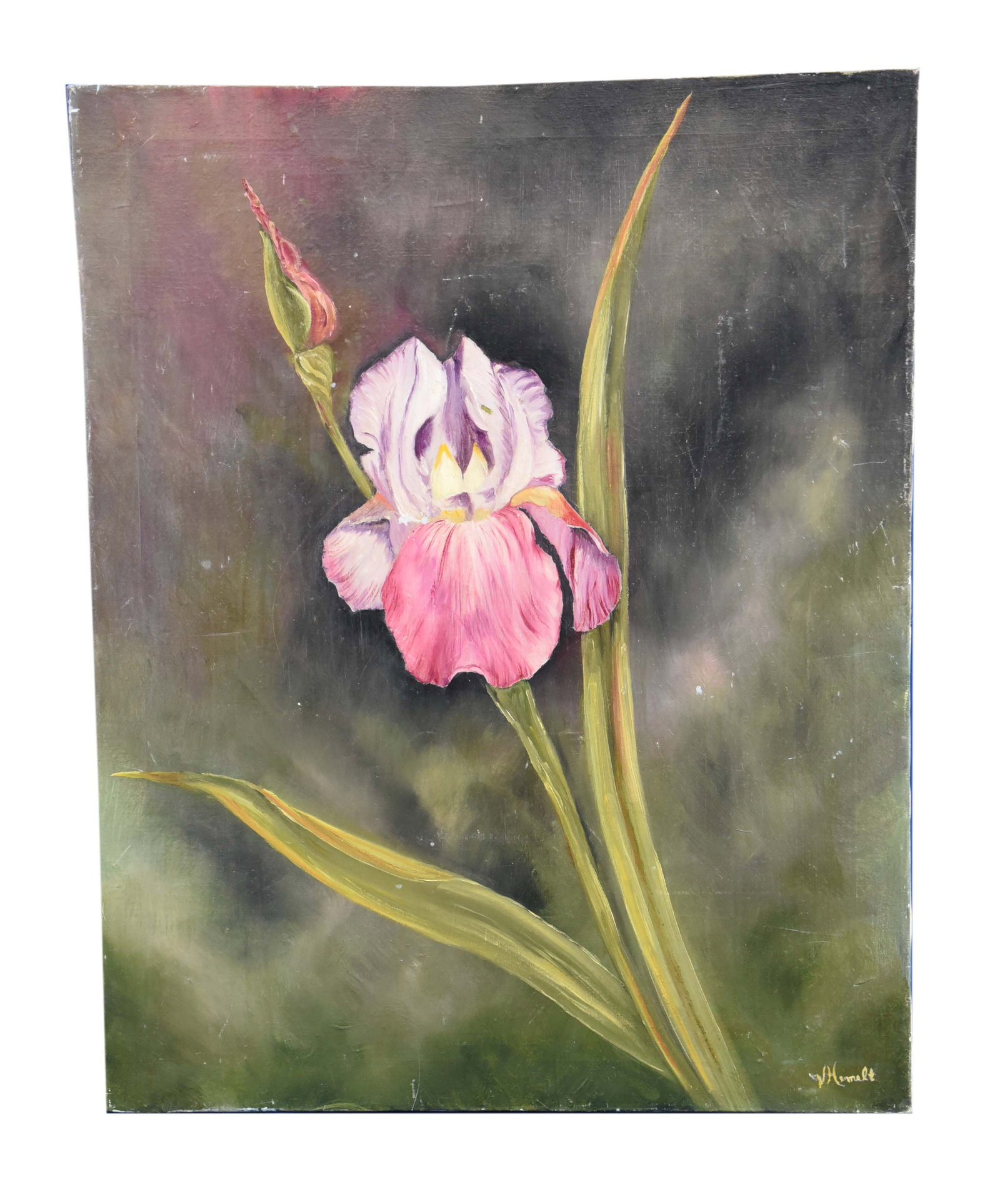 Pink and Purple Iris Oil On Canvas: This original oil on canvas painting captures the vibrant beauty of a single iris in shades of pink and purple, set against a muted, dark background that highlights its delicate petals. A budding iris