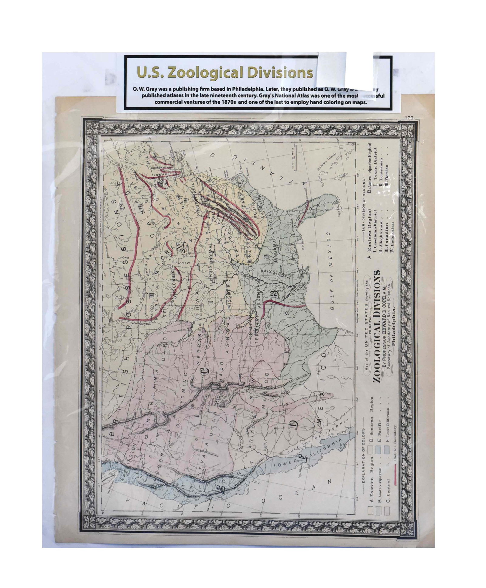 Antique O.W. Gray's 1870s Zoological Divisions Map of the United States (16" x 19"): This captivating antique map, measuring 16" x 19", is a rare "Zoological Divisions" map of the United States, originally published by O.W. Gray, a prominent Philadelphia-based publishing firm in the 1