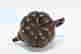 item-94443962=6