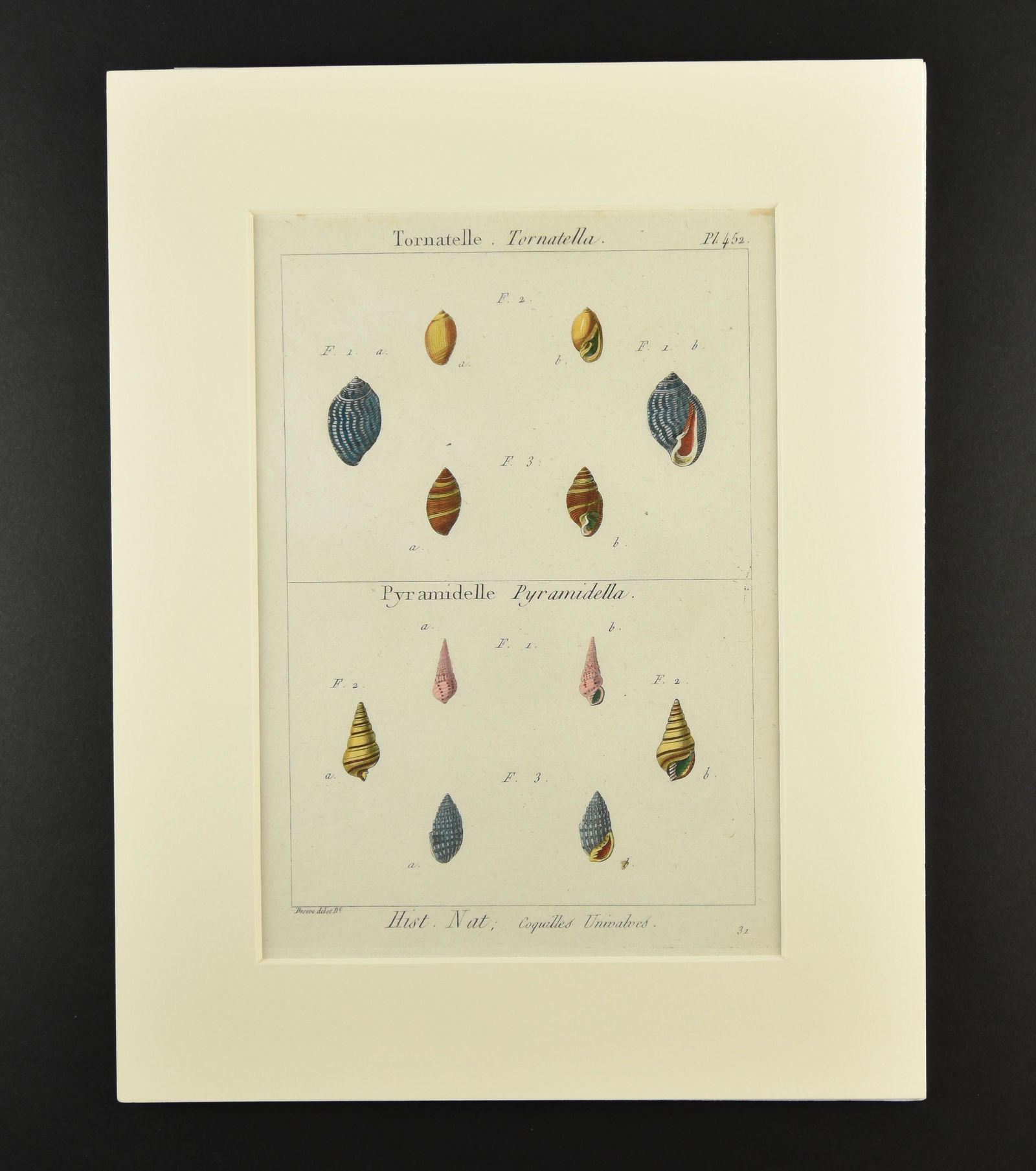 Histoire Naturelle - 18th Century Shell Print (1 of 2)