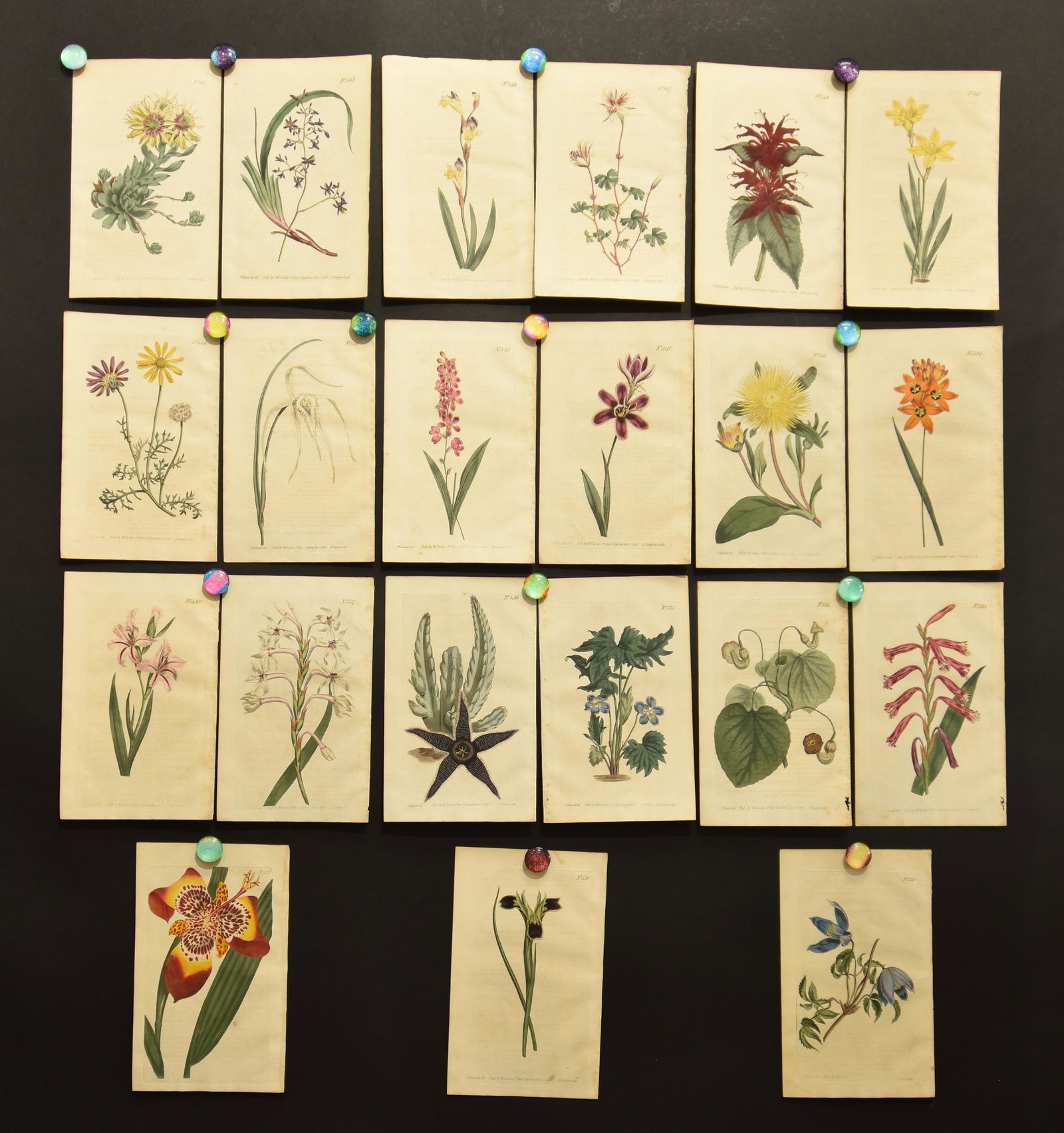 21 hand colored prints from the 1801 edition of William (1 of 1)