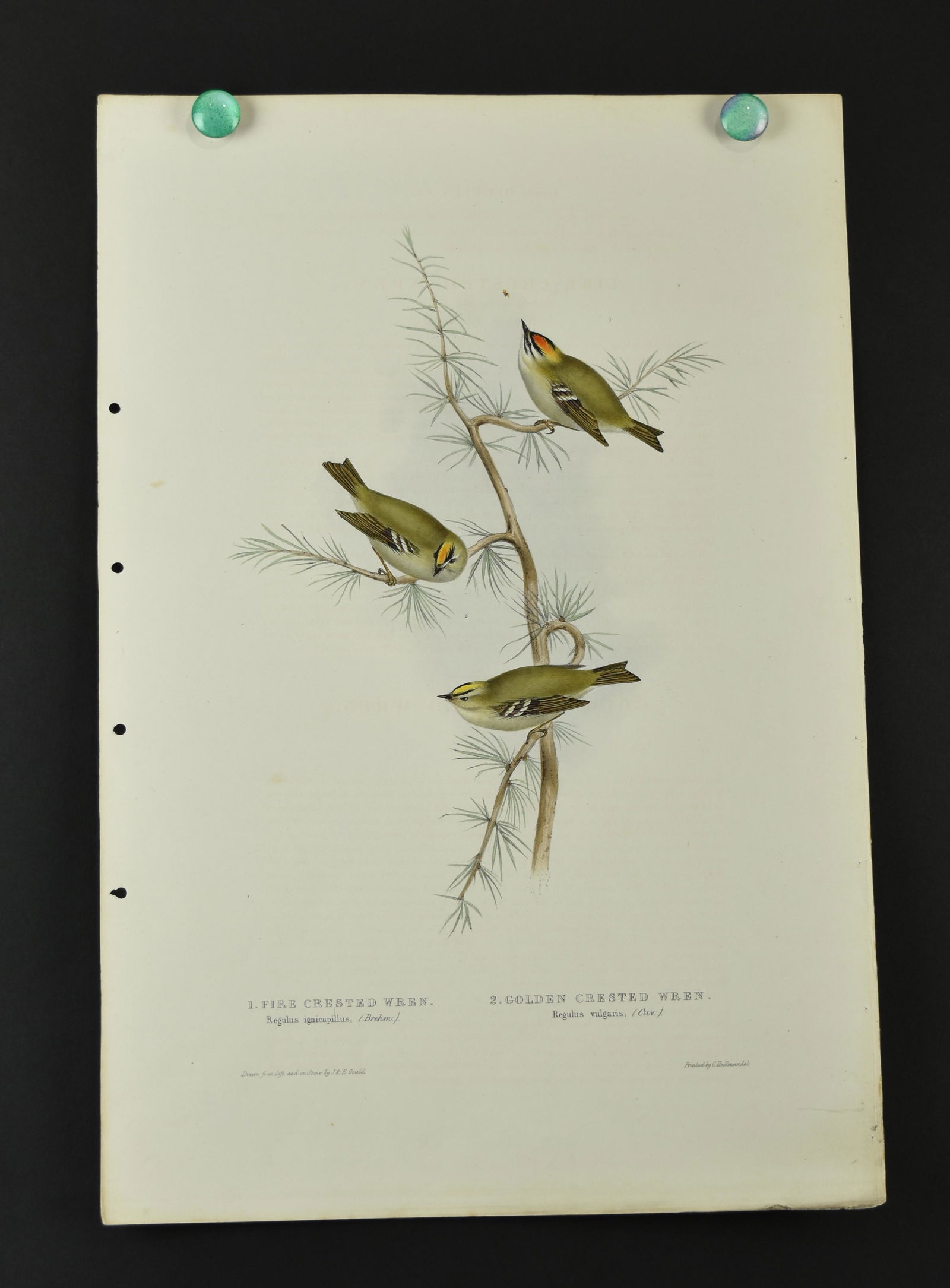 Original John Gould Birds of Europe Pl. 97 - Blue (1 of 3)