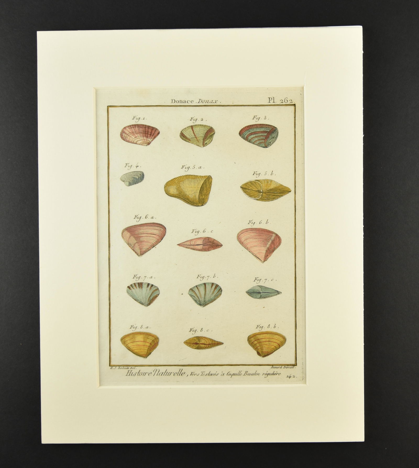 Histoire Naturelle - 18th Century Shell Print (1 of 2)