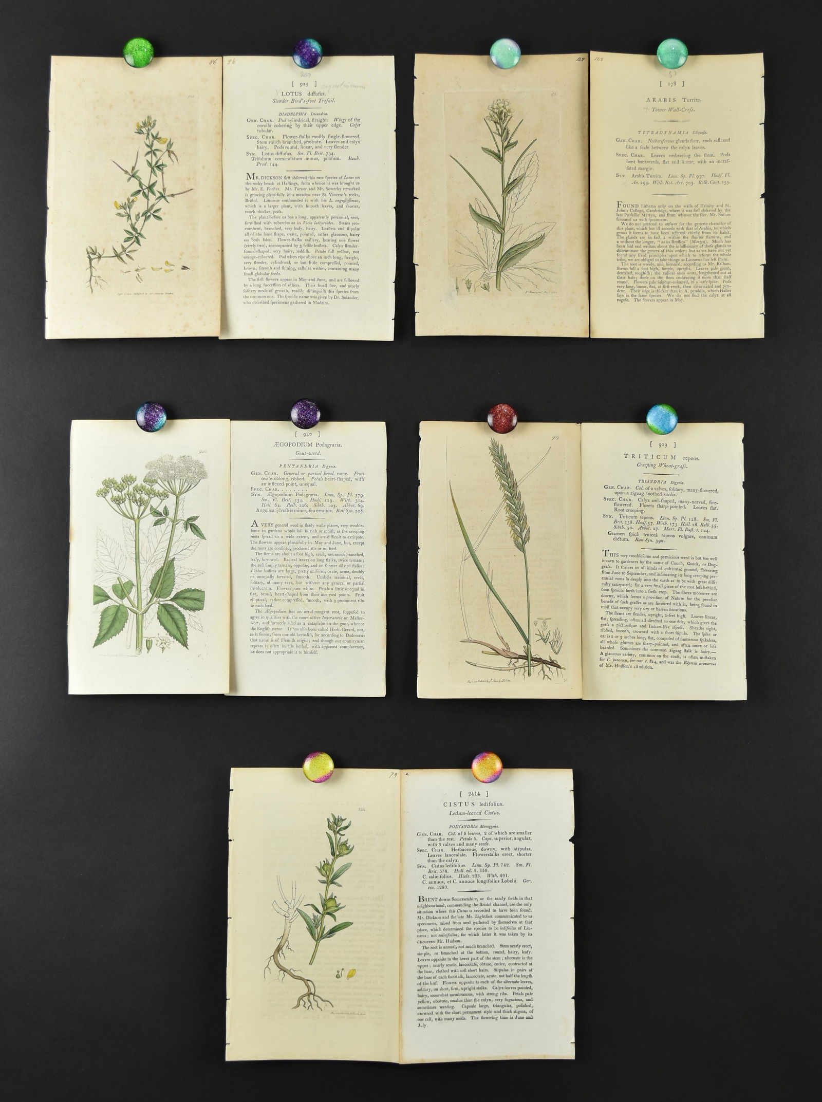 50 Sowerby Botanical Prints (1 of 10)