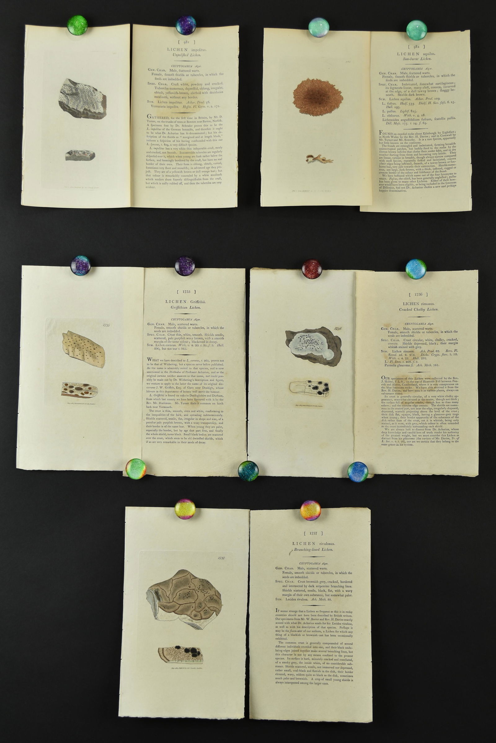 50 Sowerby Botanical Prints (1 of 10)