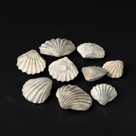 Ancient Fossil Beads Stone Necklace [3.7~6 x 3.5~5cm, 383gram,9 pcs]