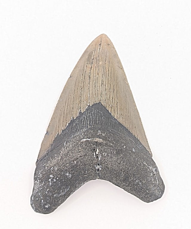 Megalodon Tooth Fossil 3.59": Megalodon Tooth Fossil 3.59"