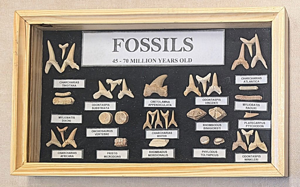 45-70 Million Year Old Fossils: 45-70 Million Year Old Fossils - Charcharias Tingitana, - Charcharias Atlantica, - Myliobatis Dixoni, - Odontaspis Substriata,- Cretolamna Biauriculata, - Odontaspis Vincenti, - Myliobatis Raouxi, - E