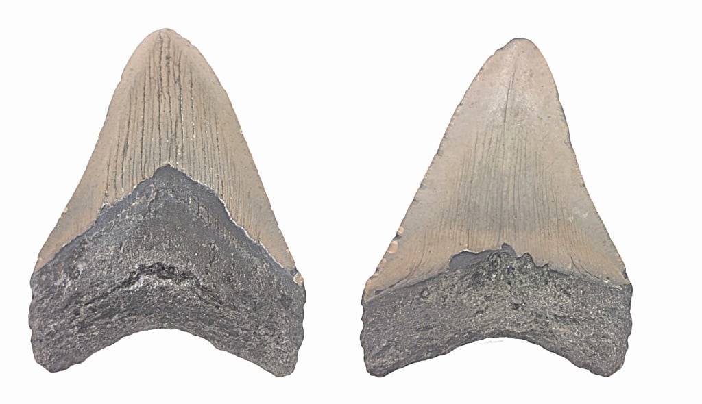 Megalodon Tooth Fossil 3.12": Megalodon Tooth Fossil 3.12"