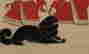 item-115676212=4
