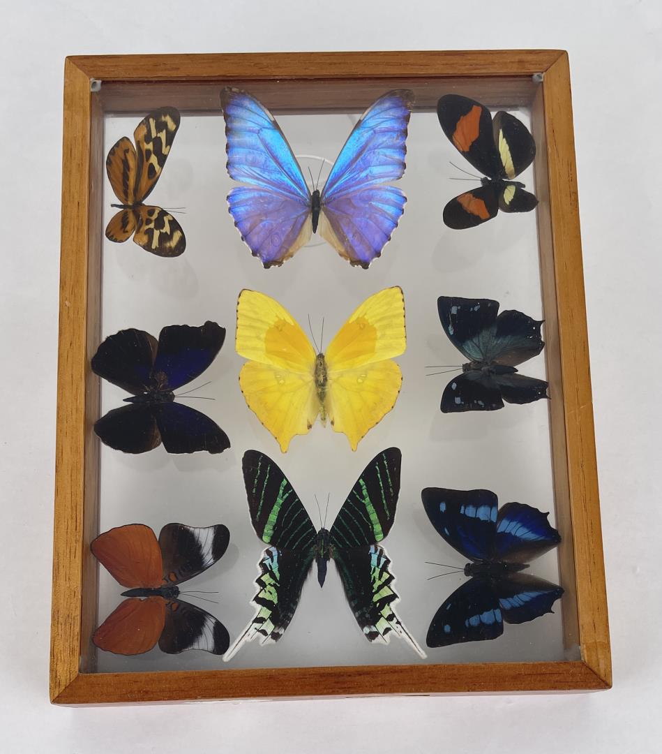 Encased Butterfly Display (1 of 4)
