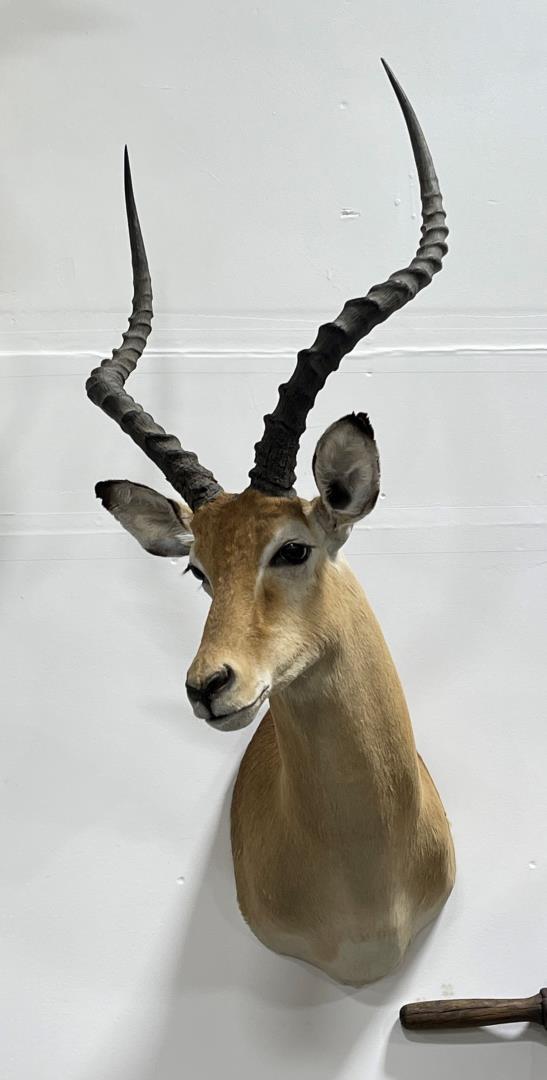 Trophy African Impala Taxidermy Mount (1 of 3)