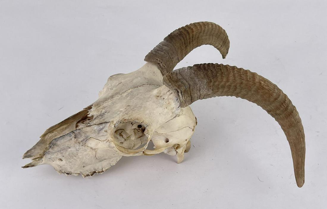 Montana Ewe Big Horn Sheep Skull (1 of 10)