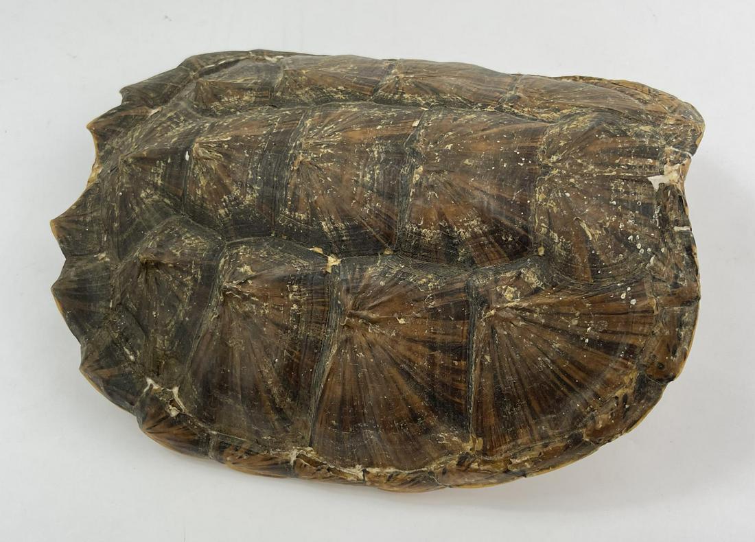 Large Taxidermy Snapping Turtle Shell: 10 1/4" long.