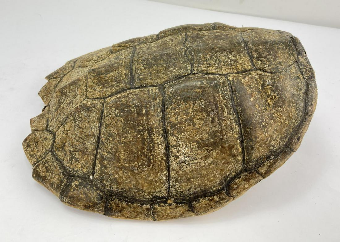 Large Taxidermy Snapping Turtle Shell: 13" long.
