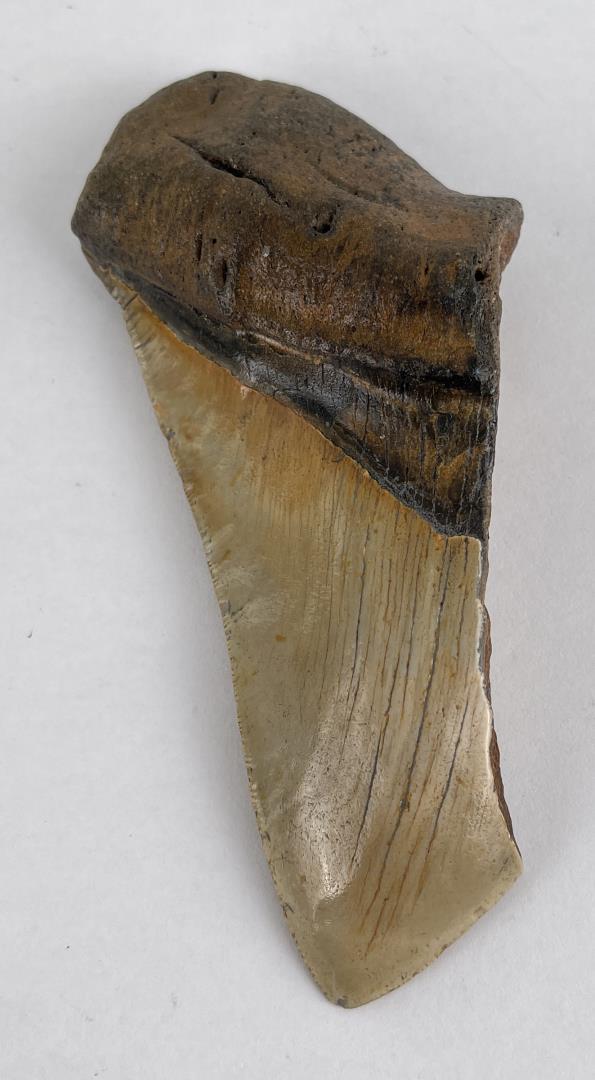 South Carolina Megalodon Shark Tooth Fossil: Very nice fossil. 5 1/4" long.