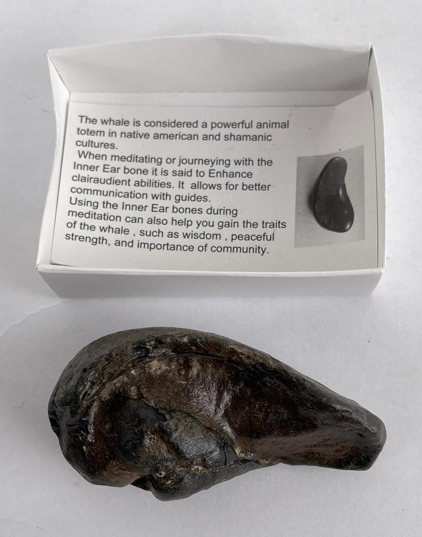 South Carolina Whale Ear Bone Fossil: 3" long. Nice example.