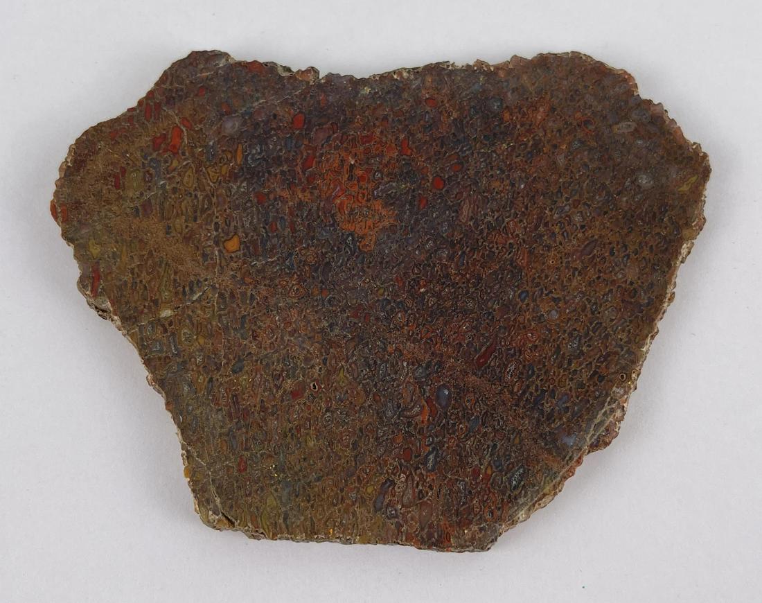 Slice of Fossil Dinosaur Bone: 3 3/4" long.