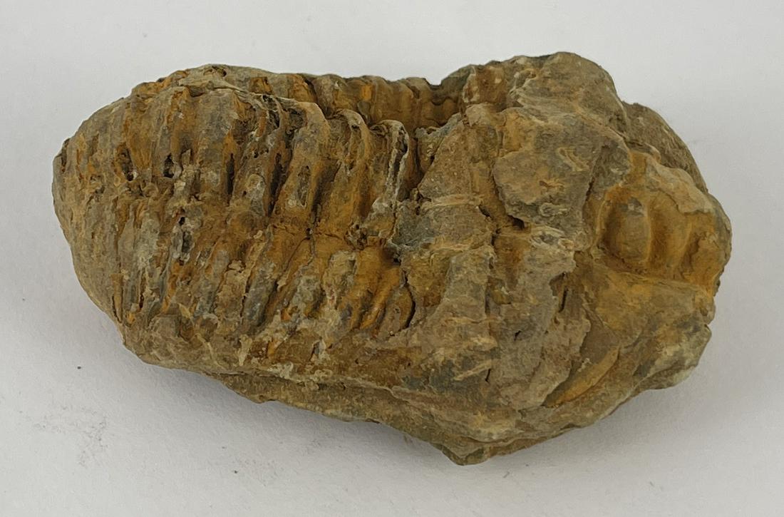 Moroccan Fossil Trilobite #3 (1 of 8)