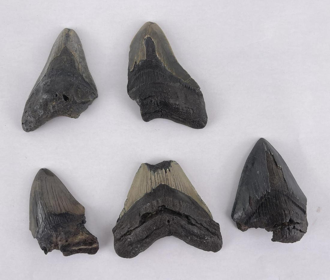 Collection of South Carolina Megalodon Shark Teeth: Very nice group of fossils.