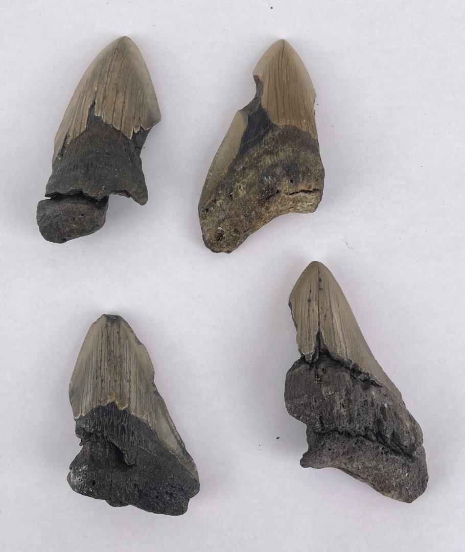 Collection of South Carolina Megalodon Shark Teeth: Very nice group of fossils.