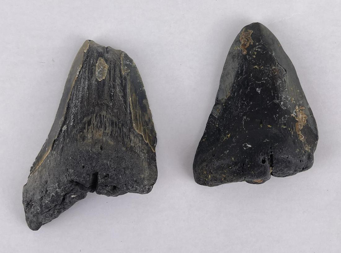 Collection of South Carolina Megalodon Shark Teeth: Very nice group of fossils.