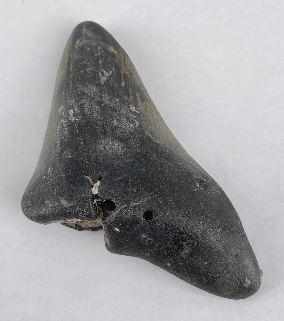 South Carolina Megalodon Shark Tooth Fossil: Nice tooth. 5 1/4" long.