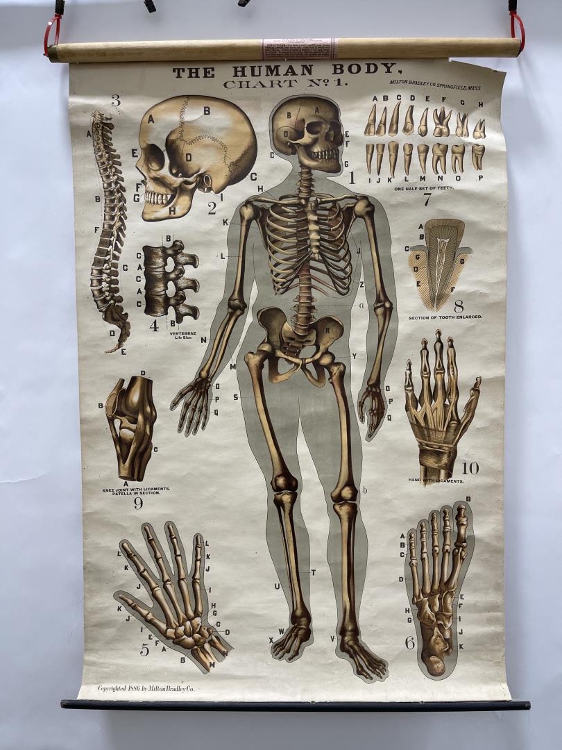 Milton Bradley 1886 Human Body Roll Down Chart (1 of 12)
