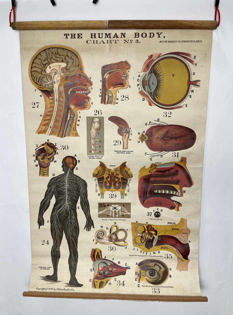 Milton Bradley 1886 Human Body Roll Down Chart (1 of 11)