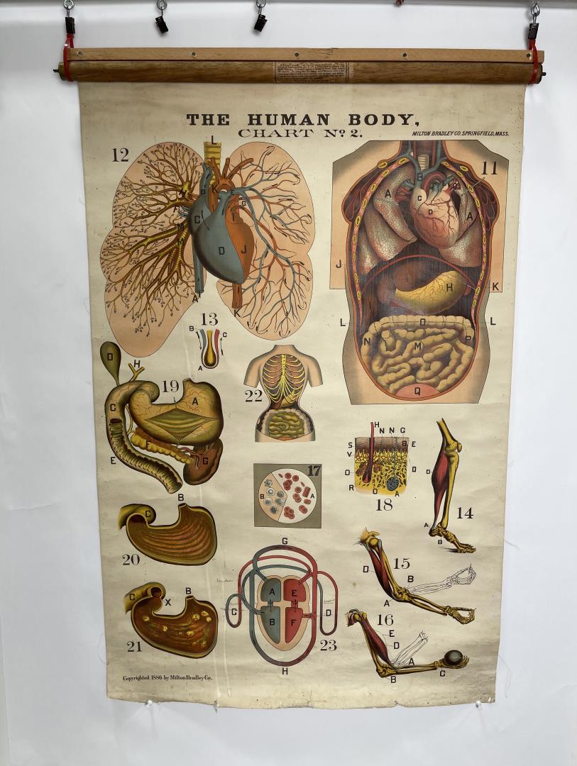 Milton Bradley 1886 Human Body Roll Down Chart (1 of 14)