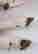 item-136795001=15