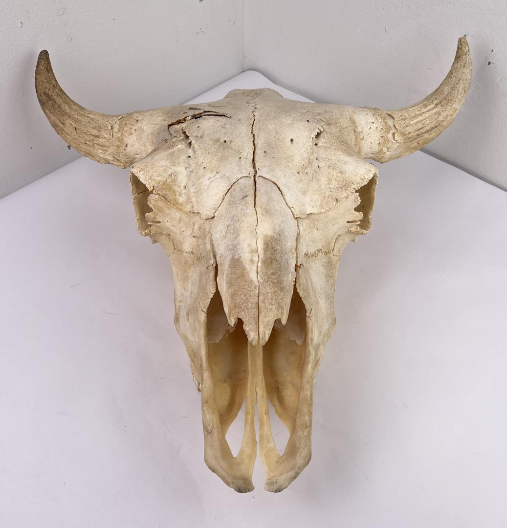 Nice Large Montana Buffalo Skull (1 of 6)